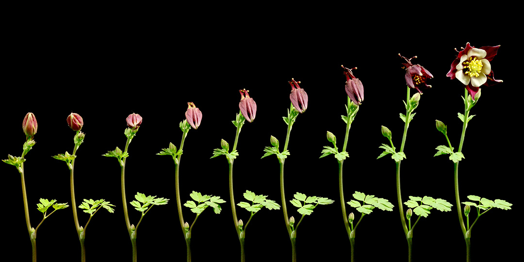 Plant Growth Timelapses